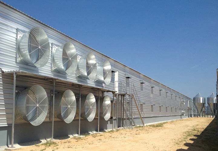 钢结构养鸡场-1